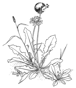 2010Springdandelions