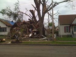 damaged tree.