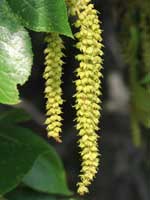 Hickory catkins.