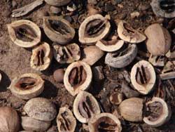 Hickory nuts.