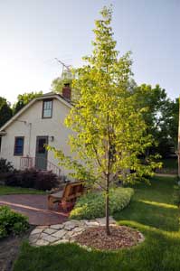 Ironwood tree.