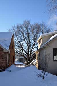 Maple tree - before.