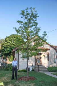 New tree.