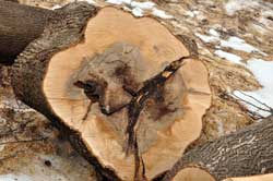 rotten Maple.