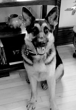 Photo of a dog.
