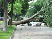 Fallen tree on car.
