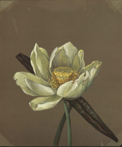 Emma Roberts, Nelumbo Great Yellow, 1885. 