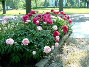 Peonies in yard.