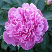 Edulis Superba