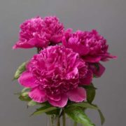Peony Felix Crouse