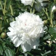 Festiva Maxima