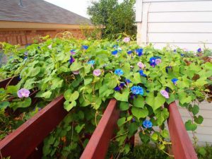 photo of morning glories on pergola