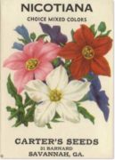 nicotiana