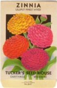 Zinnia