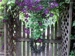 Clematis.