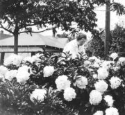 Woman in peony garden