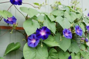 Morning glory.