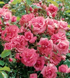 Shrub rose.